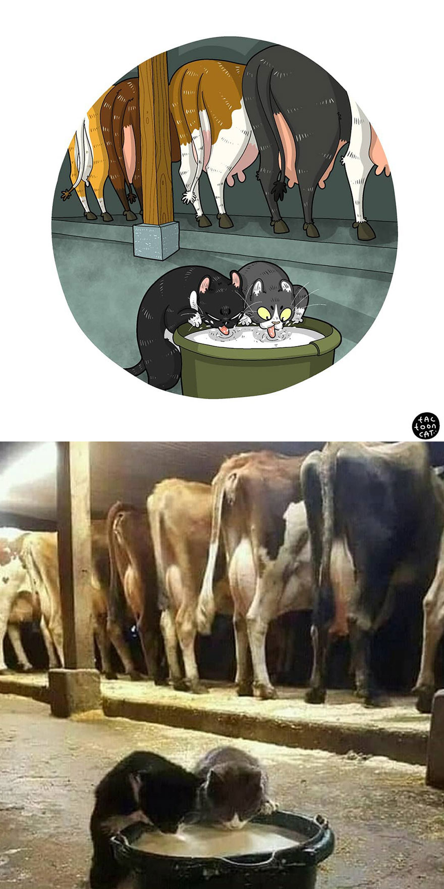 Viral Cat Memes Are Transformed Into Purr-Fect Cat Illustrations (New Pics)