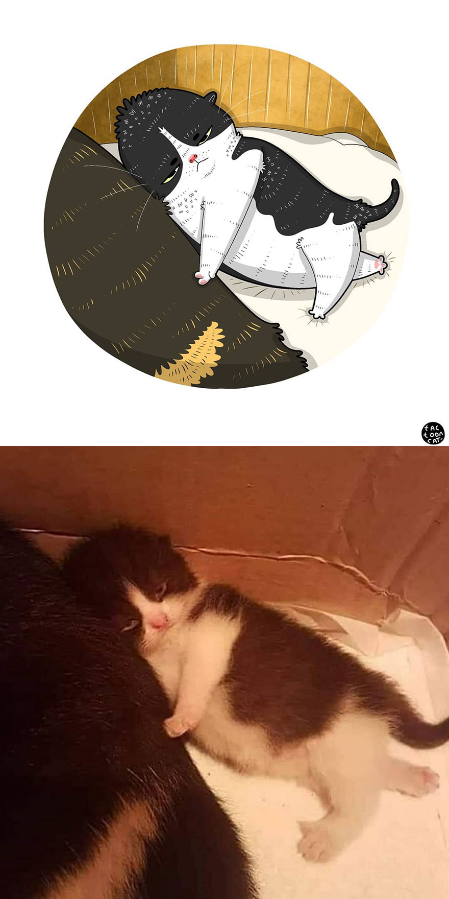 Viral Cat Memes Are Transformed Into Purr-Fect Cat Illustrations (New Pics)