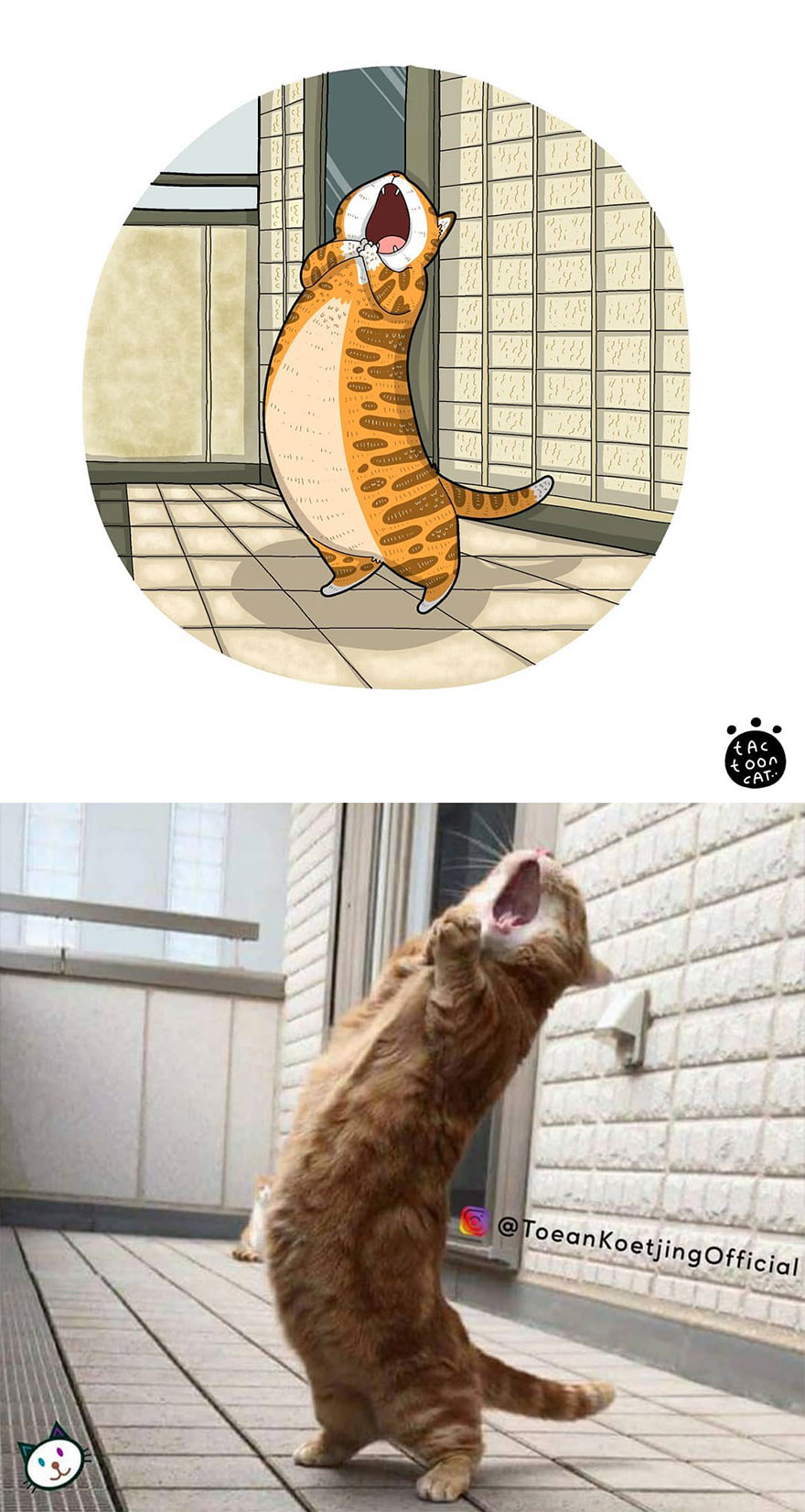 Viral Cat Memes Are Transformed Into Purr-Fect Cat Illustrations (New Pics)