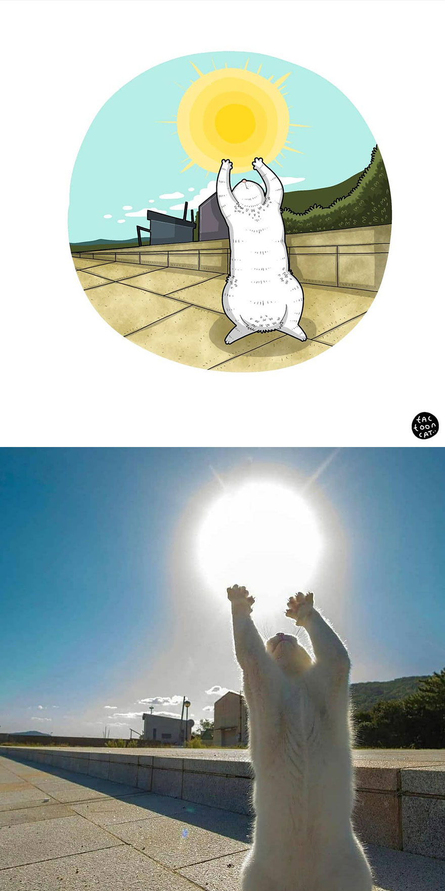 Viral Cat Memes Are Transformed Into Purr-Fect Cat Illustrations (New Pics)