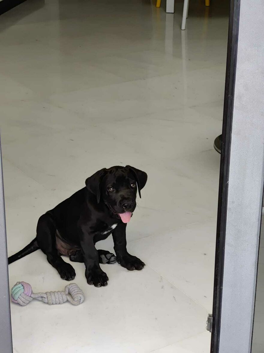 Rescued Him Exactly 2 Weeks Ago - Cane Corso/ Lab Mix - Bruce