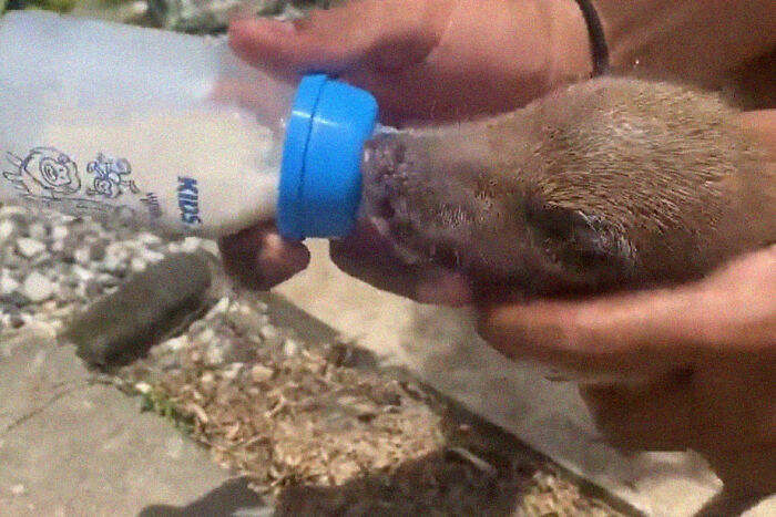 Woman Takes A Wild Baby Boar Into Her Family After She Finds It In A Box At Her Doorstep Woman Takes A Wild Baby Boar Into Her Family After She Finds It In A Box At Her Doorstep
