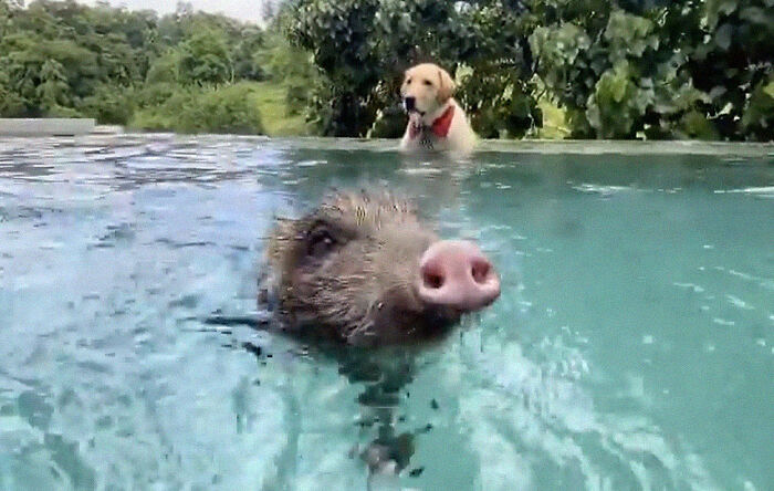 Woman Takes A Wild Baby Boar Into Her Family After She Finds It In A Box At Her Doorstep Woman Takes A Wild Baby Boar Into Her Family After She Finds It In A Box At Her Doorstep