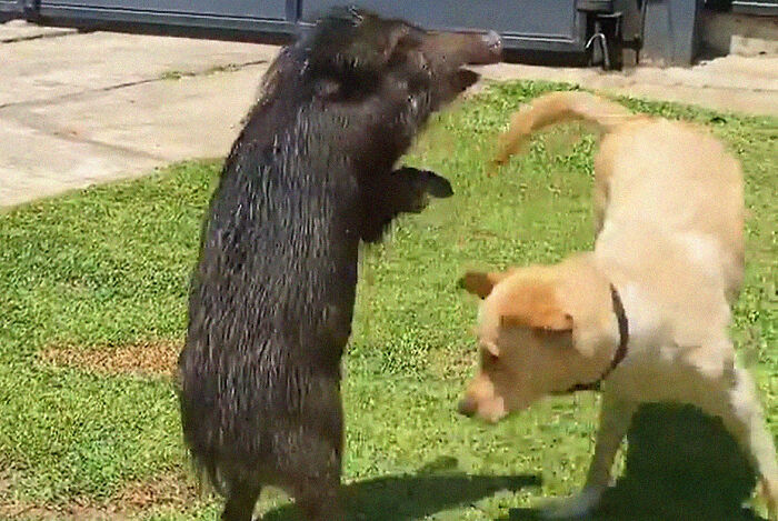 Woman Takes A Wild Baby Boar Into Her Family After She Finds It In A Box At Her Doorstep Woman Takes A Wild Baby Boar Into Her Family After She Finds It In A Box At Her Doorstep