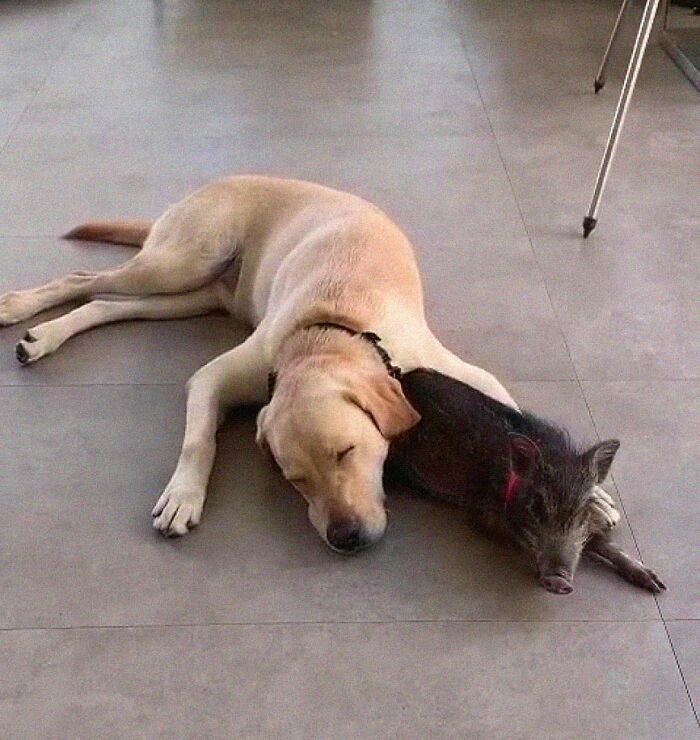 Woman Takes A Wild Baby Boar Into Her Family After She Finds It In A Box At Her Doorstep Woman Takes A Wild Baby Boar Into Her Family After She Finds It In A Box At Her Doorstep