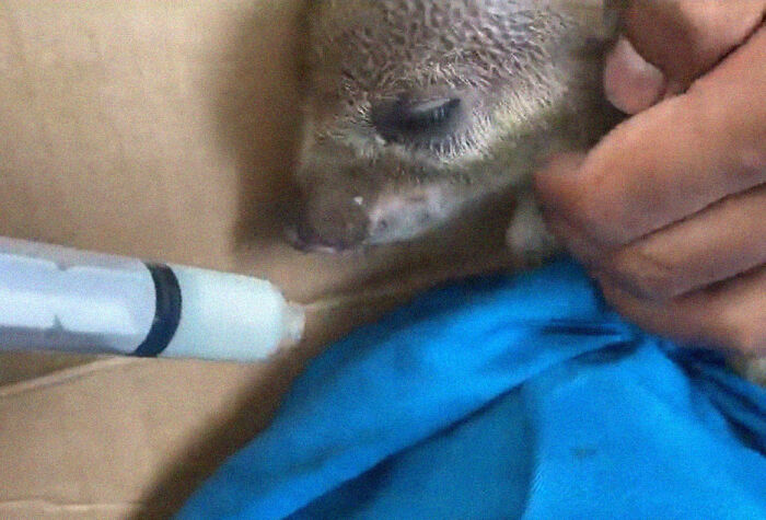 Woman Takes A Wild Baby Boar Into Her Family After She Finds It In A Box At Her Doorstep Woman Takes A Wild Baby Boar Into Her Family After She Finds It In A Box At Her Doorstep