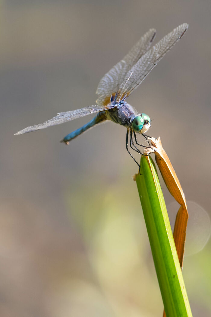 Blue Dasher