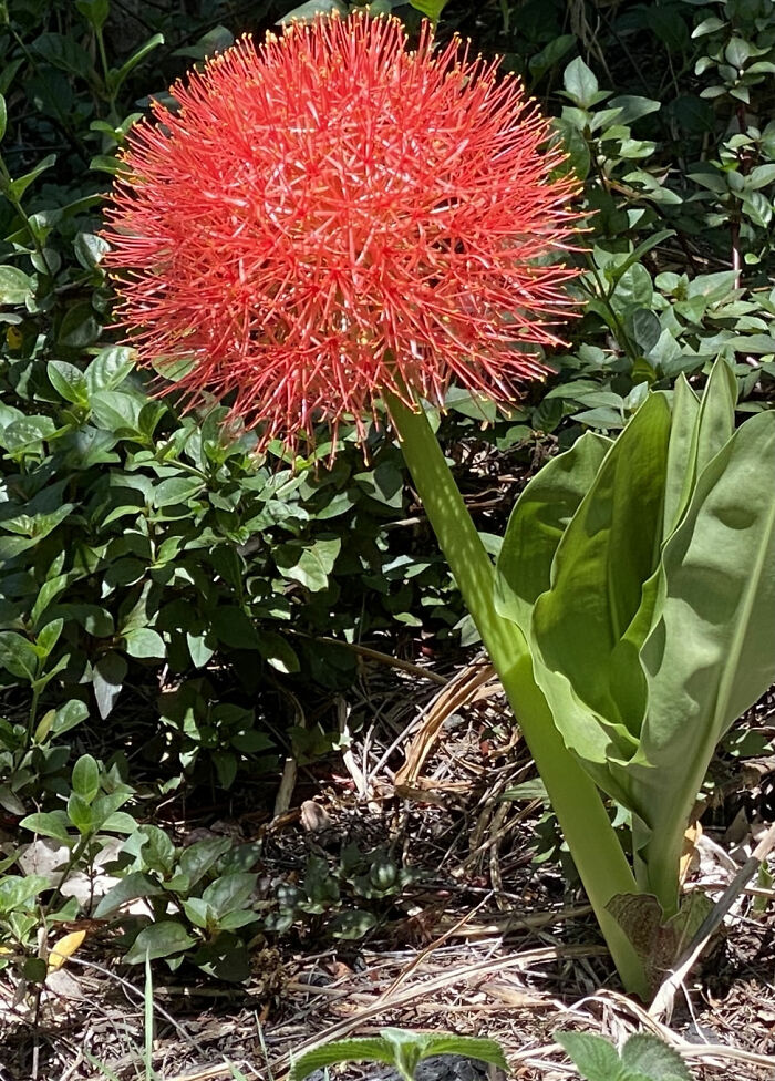 These Flowers Pop Up Every Now And Then In My Garden