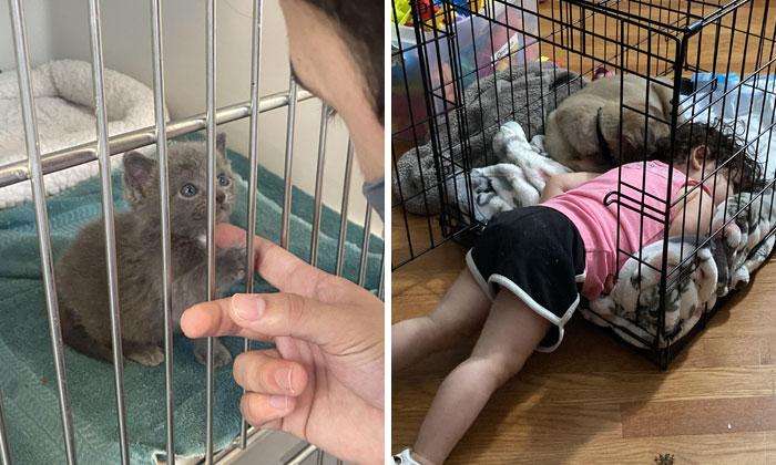 50 Fotos de mascotas adoptadas en el mes de julio para sanar tu alma