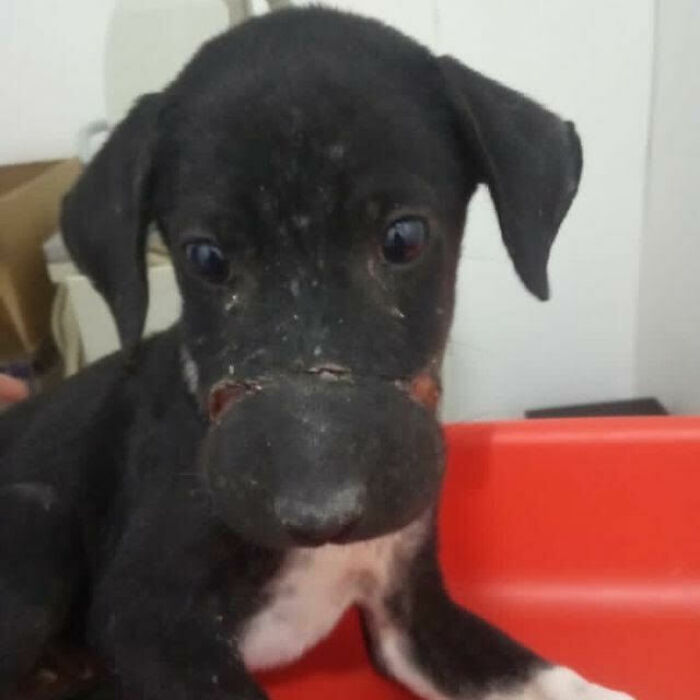 We Found A Poor Dog Bound With A Fishing Line, We Saved Her And Helped Her Heal We Found A Poor Dog Bound With A Fishing Line, We Saved Her And Helped Her Heal