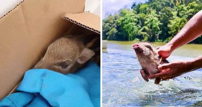 Woman Takes A Wild Baby Boar Into Her Family After She Finds It In A Box At Her Doorstep