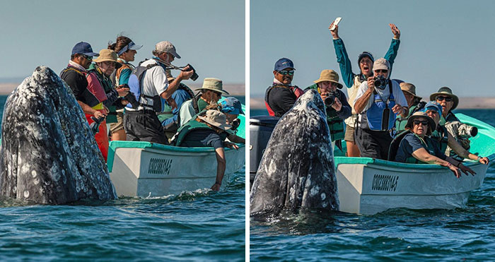 Photographer Spots Sneaky Grey Whale Next To Unsuspecting Whale Watchers