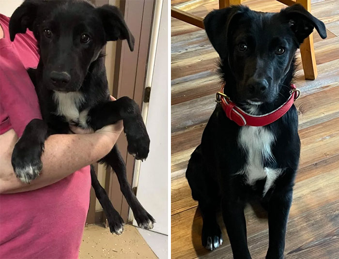 Dave Is 6 Months Old And Was Forgotten In The Van Overnight When His Litter Was Taken To Their Fosters, So He Ended Up Stuck At The Shelter. All He Wanted Was Someone To Love Him. Glad I Get To Be The One