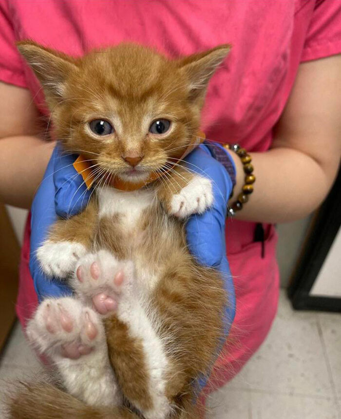 The Vet Thought We Were So Cute That They Had To Take Our Picture. Celebrity Criminal