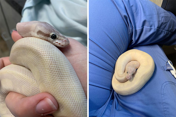Perks Of Being A Vet Tech - Totally Acceptable To Bring Your Snake To Work