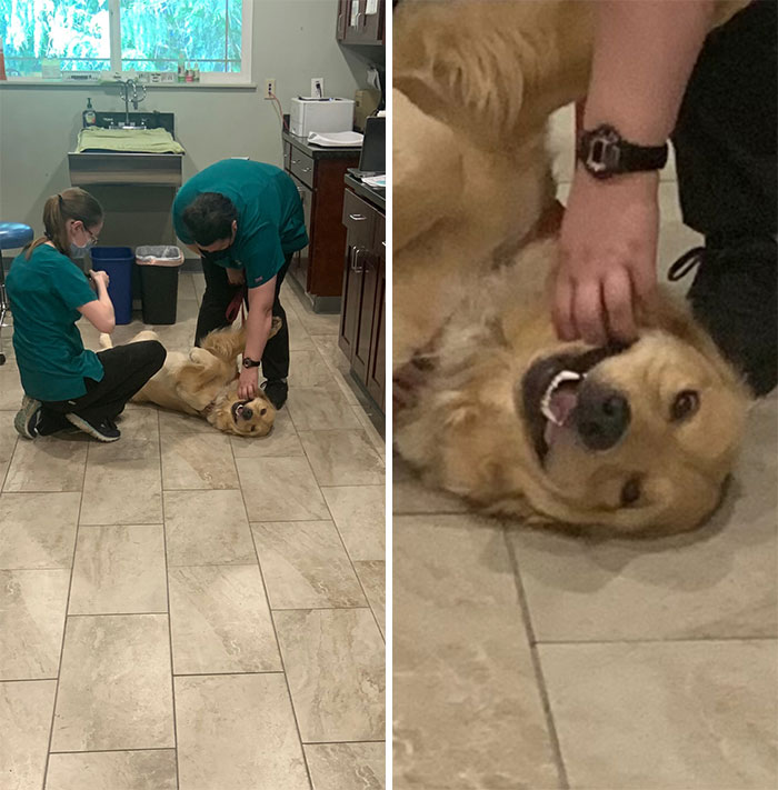 Someone Had A Great Time At The Vet