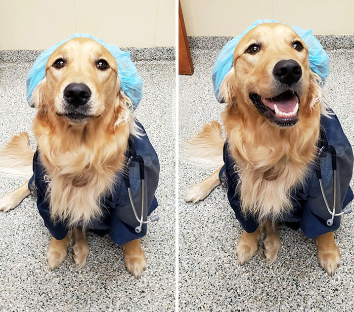 I'm A Vet Tech. Today Was A Productive Day At Work