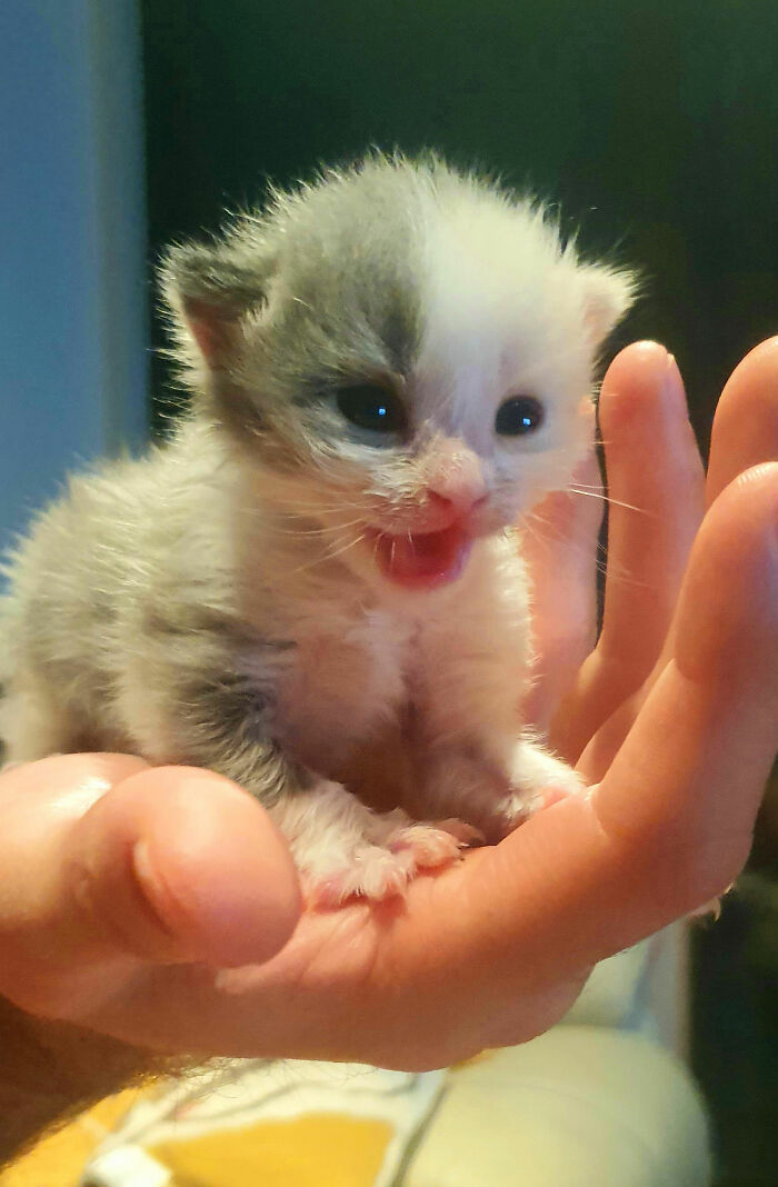 My GF Is A Vet Nurse And Often Brings Home Strays Handed In. She Said "It's Only Until She's Big Enough To Give Away"