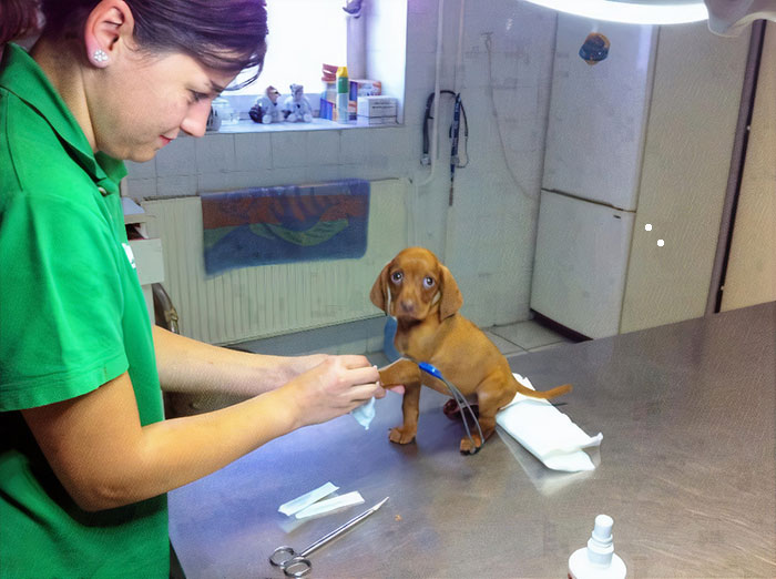 Adorable Puppy Visits Vet