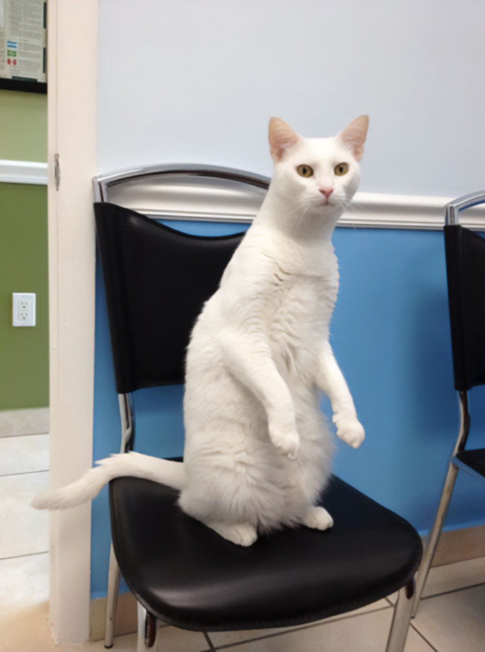 My Mom Was Sitting Across From This Guy At The Vet's Office