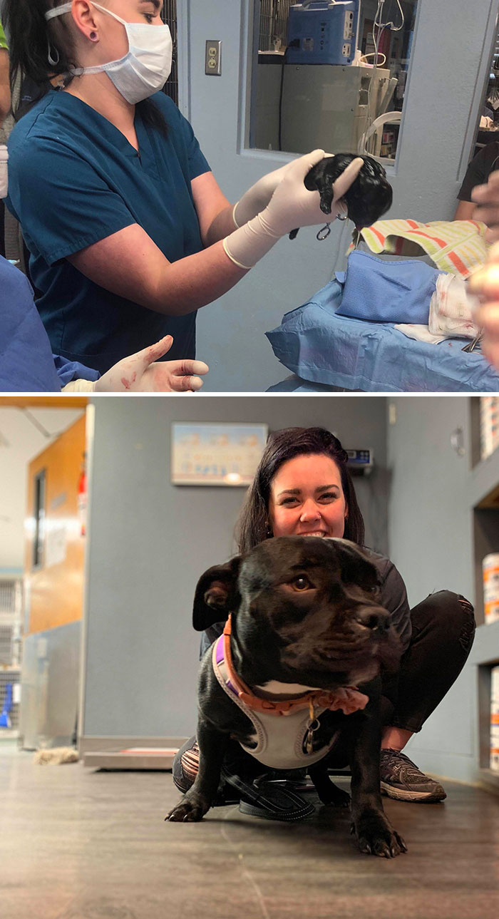 Rewards Of Being A Vet Technician. Day 1 And 8 Months Later