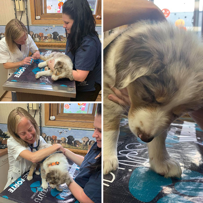 Our Australian Shepherd Puppy Slept Through His First Vet Visit, Even Shots And When Being Held Up For A Physical Exam