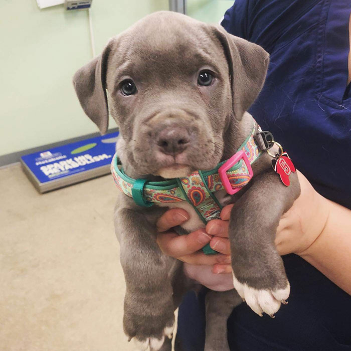 How Do Veterinarians Get Anything Done At Work With Faces Like This?