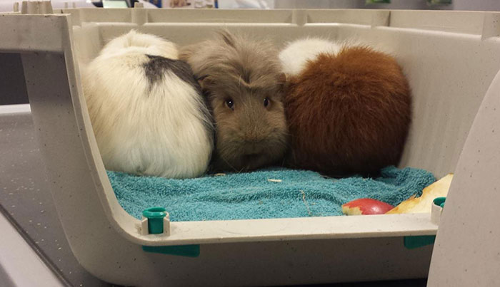 My Girlfriend's A Veterinarian And Sent Me This