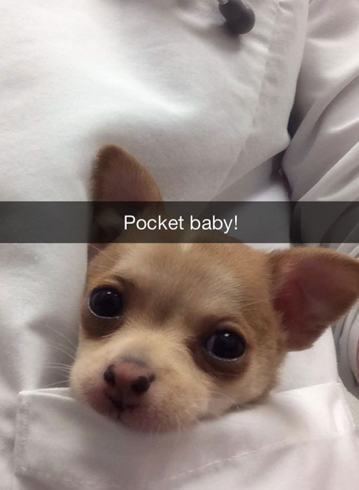 My Veterinarian Friend Sends The Best Snapchats