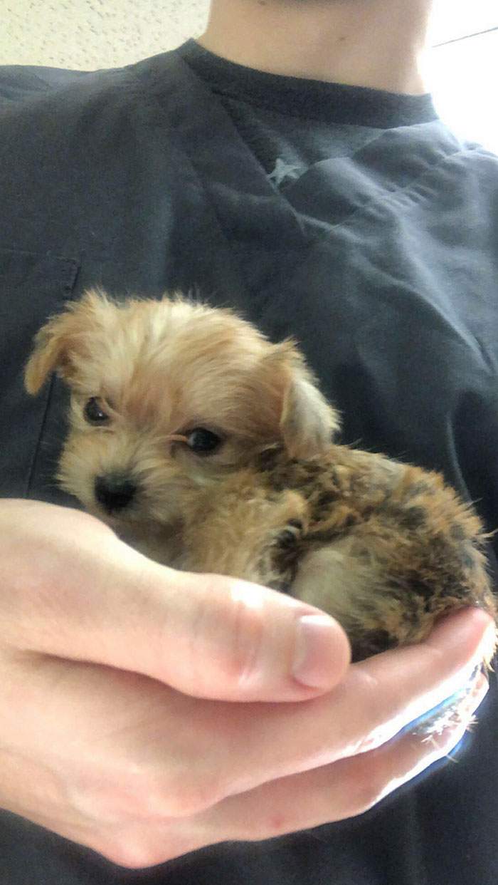 This 11 Oz. Beast Came In To My Clinic Today