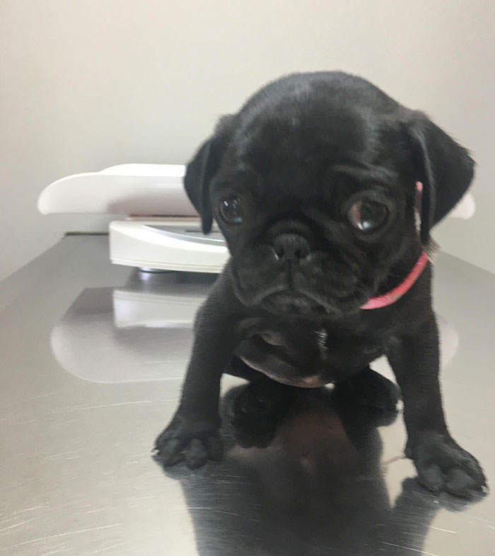 The Smallest Dog Came Into My Clinic Last Week. This Is The Face He Made When I Told Him That He Didn’t Even Weigh A Full Pound