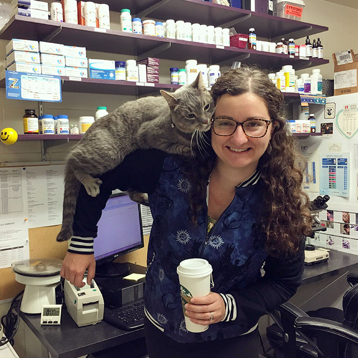 My Shoulder Cat Gringo Lives At The Vet Clinic Where I Work (Vet) And Helps Keep Our Spirits Up