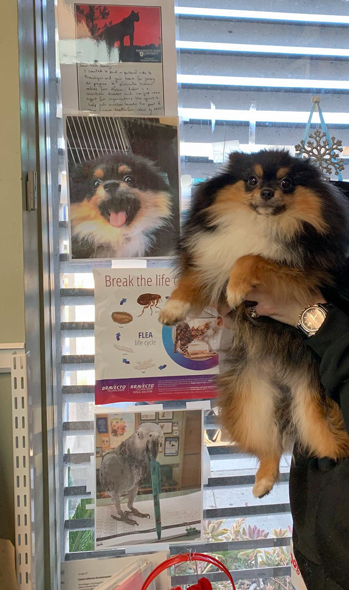 Vader Faked A Limp So He Could Go To His Favorite Place, The Vet. Pupper Police Put Up His Mugshot