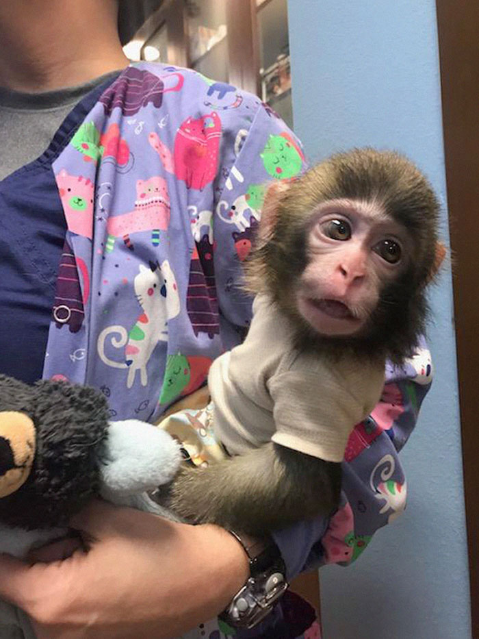 I'm A Veterinarian. Look Who Came To Visit Me At The Clinic