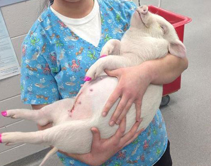 My Cousin Works At A Vet Clinic, She Just Posted This Photo