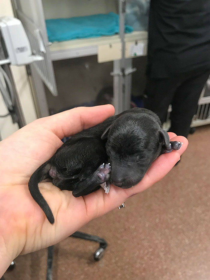 Favorite Part About My Job - Newborn Puppies