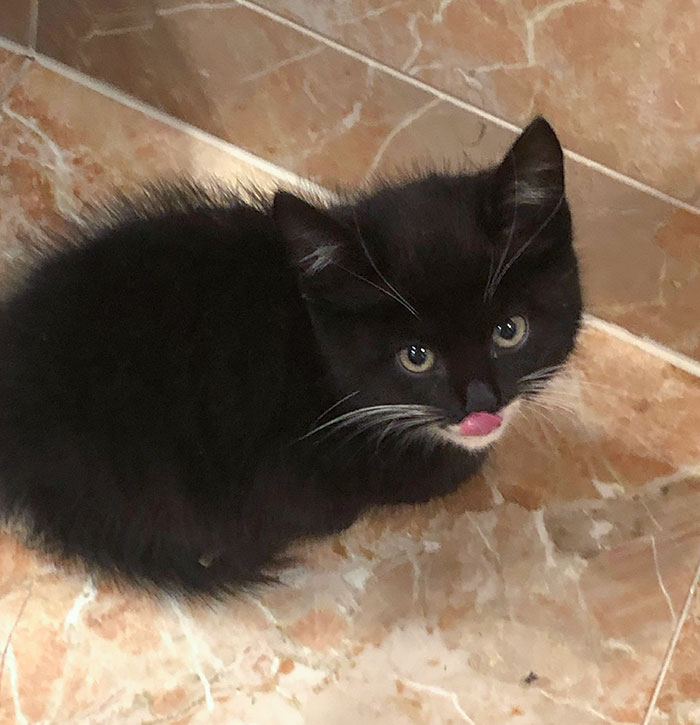 Perks Of Being A Veterinary Student: Neighbors Just Hand You Stray Kittens They Rescue. Meet Alfred