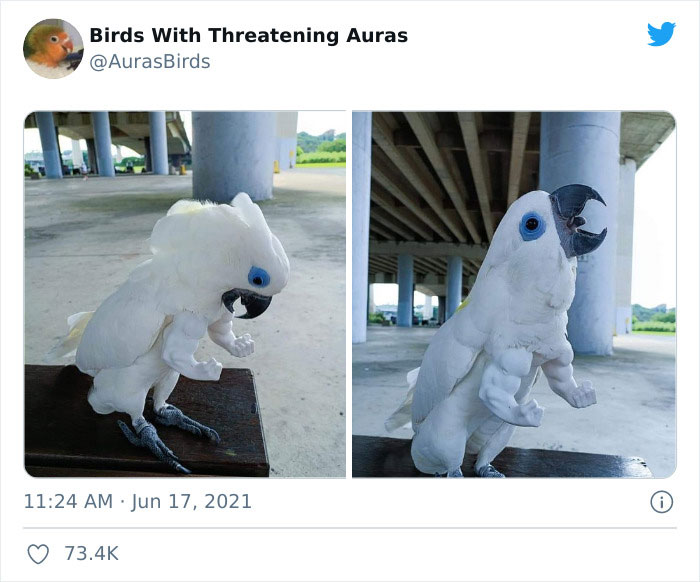 Lol Birds Are Awesome