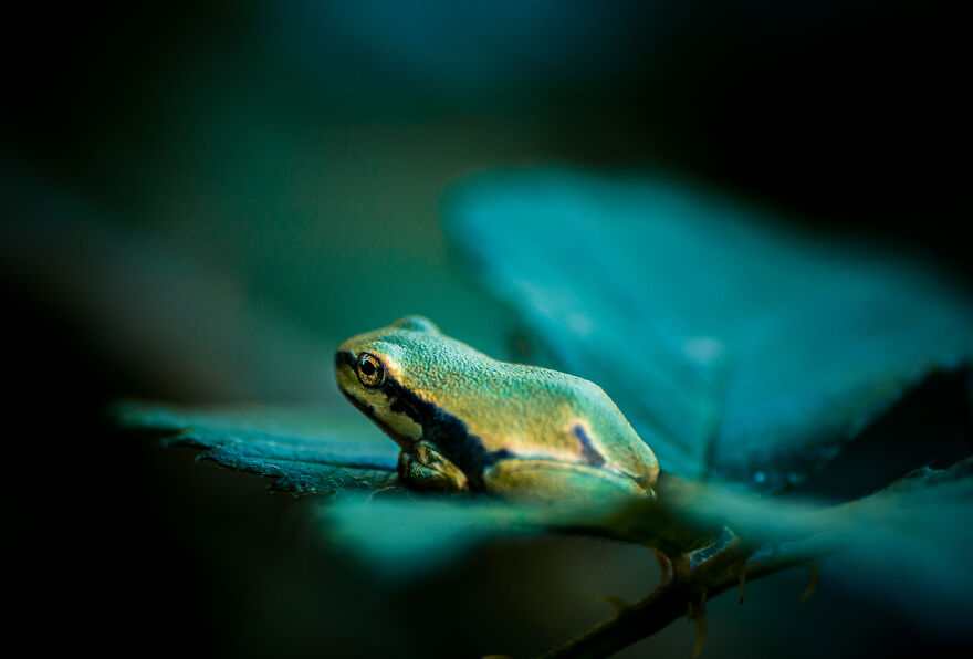 The European Tree Frog