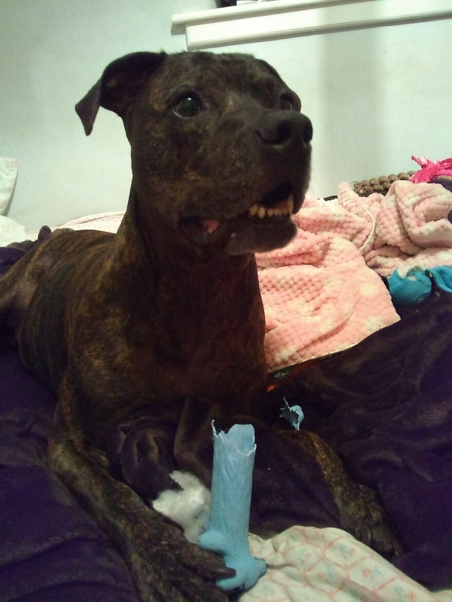 Toy? Did You Say New Toy?