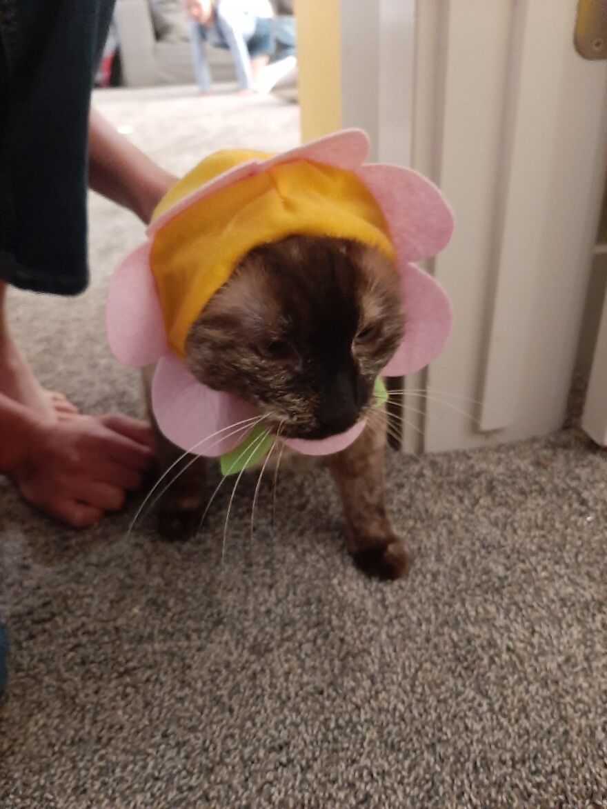 Pawdme Is Cross-Eyed And Ready To Party