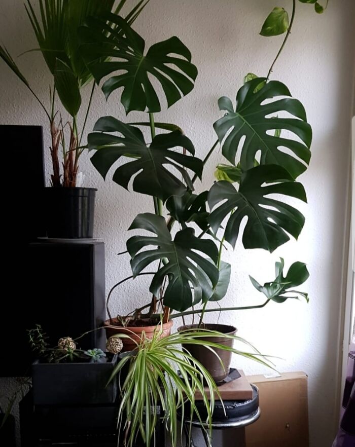 My Big Monstera! In Front Of My Little Loggia.