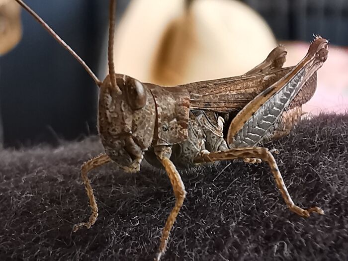 A Little Cricket Came To Visit Us One Day!