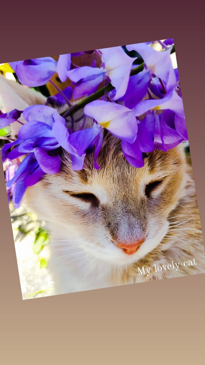 Rosita On Wisteria ...