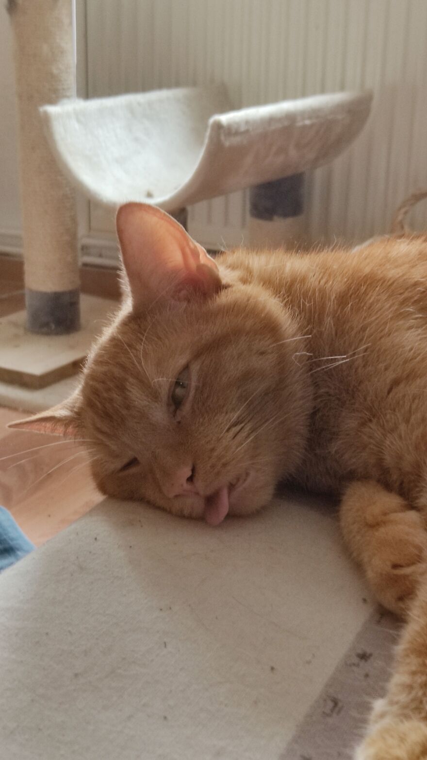 He Woke Up And Was Suprised.