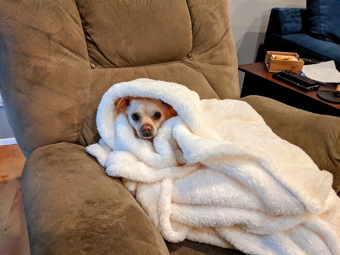 Mom Got A New Blanket So Of Course He Has To Break It In For Her; Best 5 Years Of My Life.