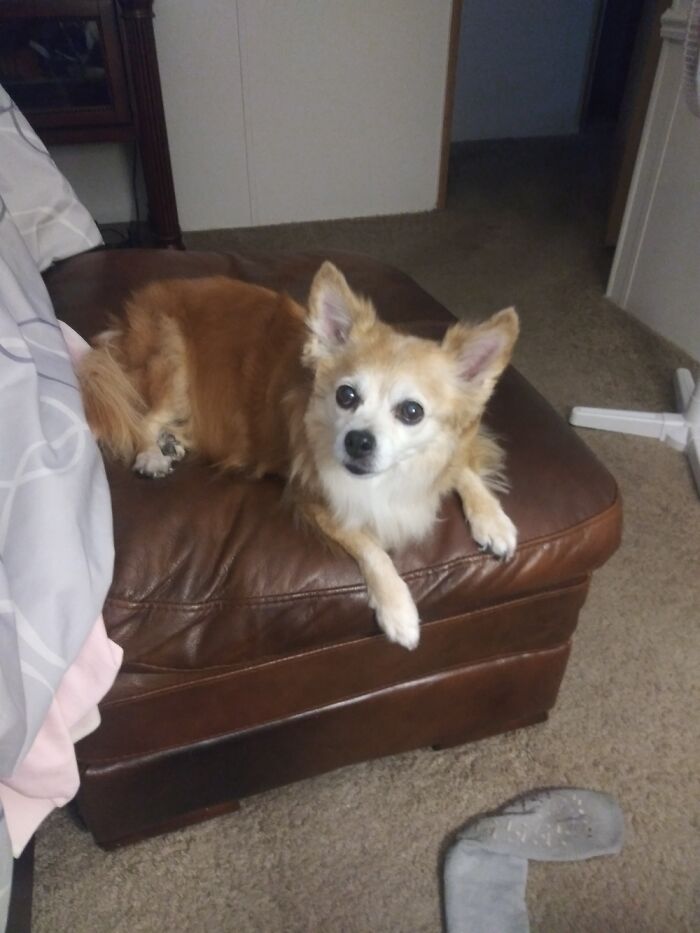 This Is Foxy, My Beautiful Rescue Dog