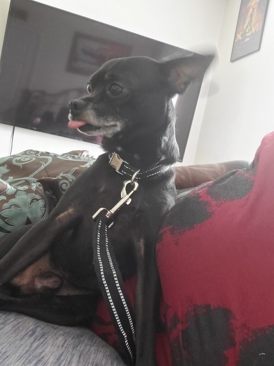 This Is My Honey, Mr. Grumpy Kibbles, Tongue Out "Nanana Booboo."