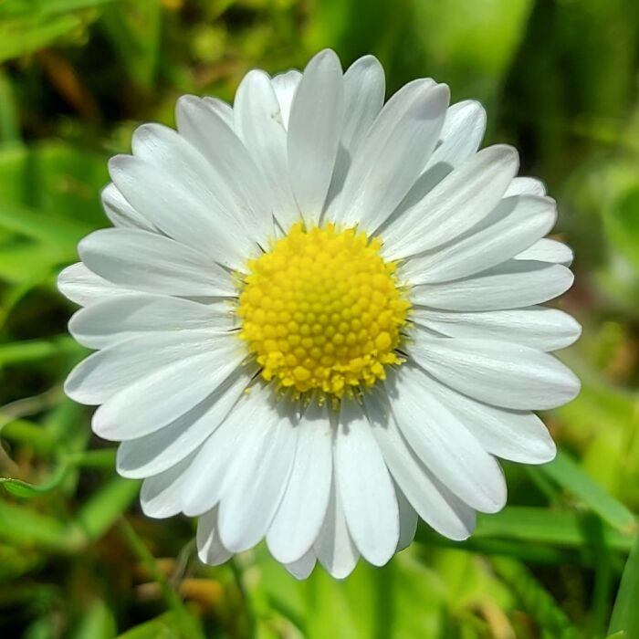 A Danish Bellis