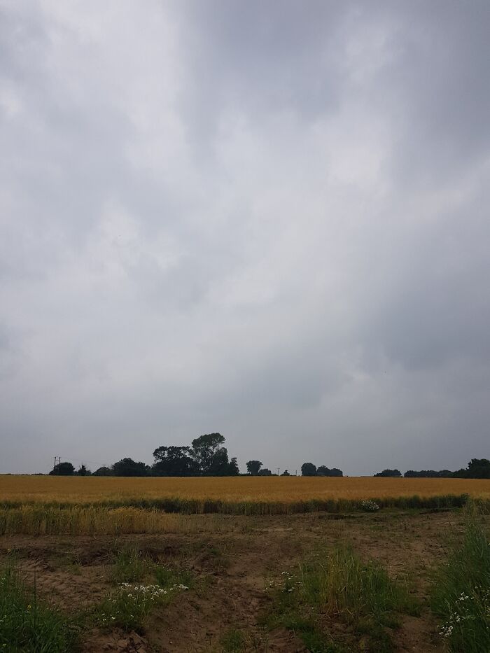 Wheat Field On A Cloudy Day